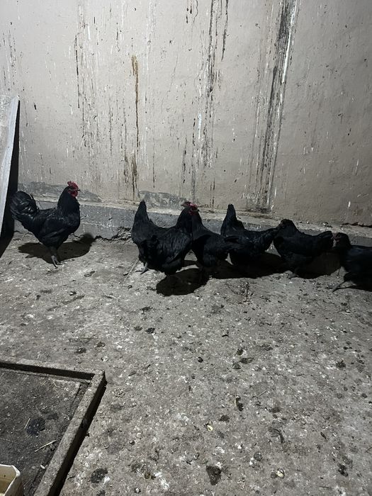 Джержинский гигант