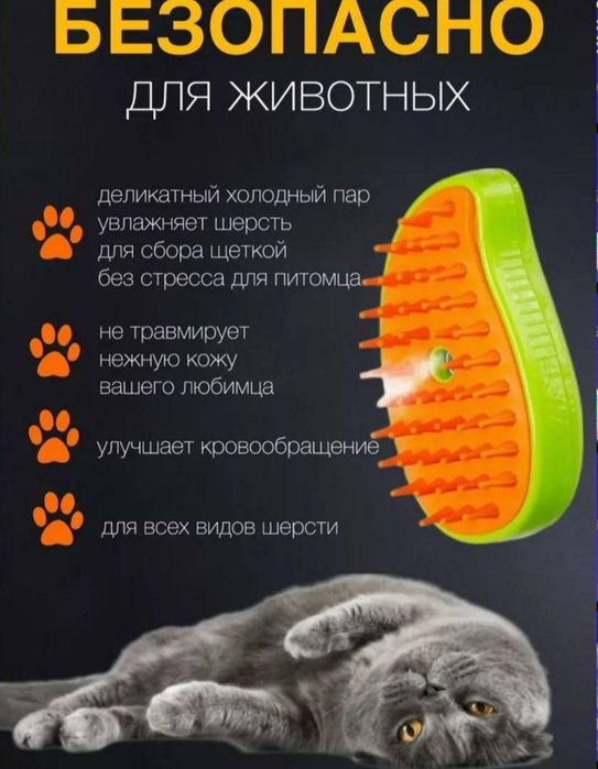 Mushuk skotish fold oʻgʻil toza zot