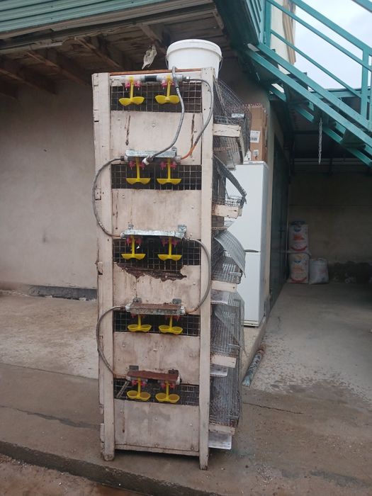 Брудер сатылады .