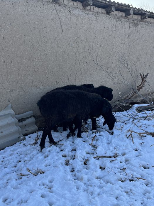 Тоқты қошқар бір ен бір қора