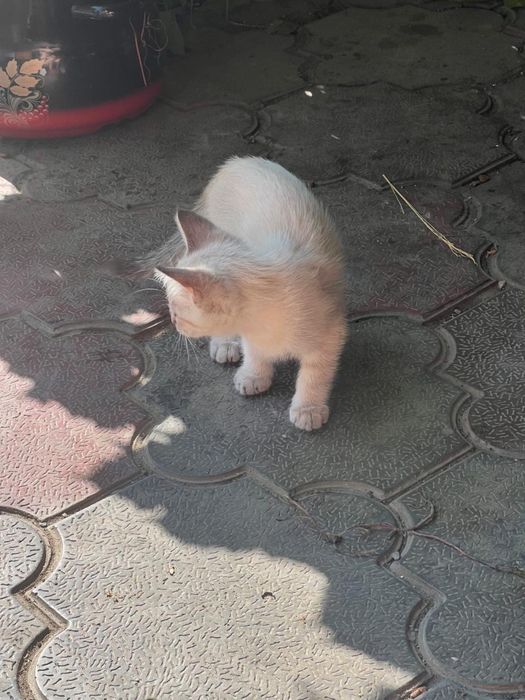 Котята бесплатно