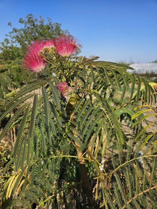 Albizia la ghiveci!