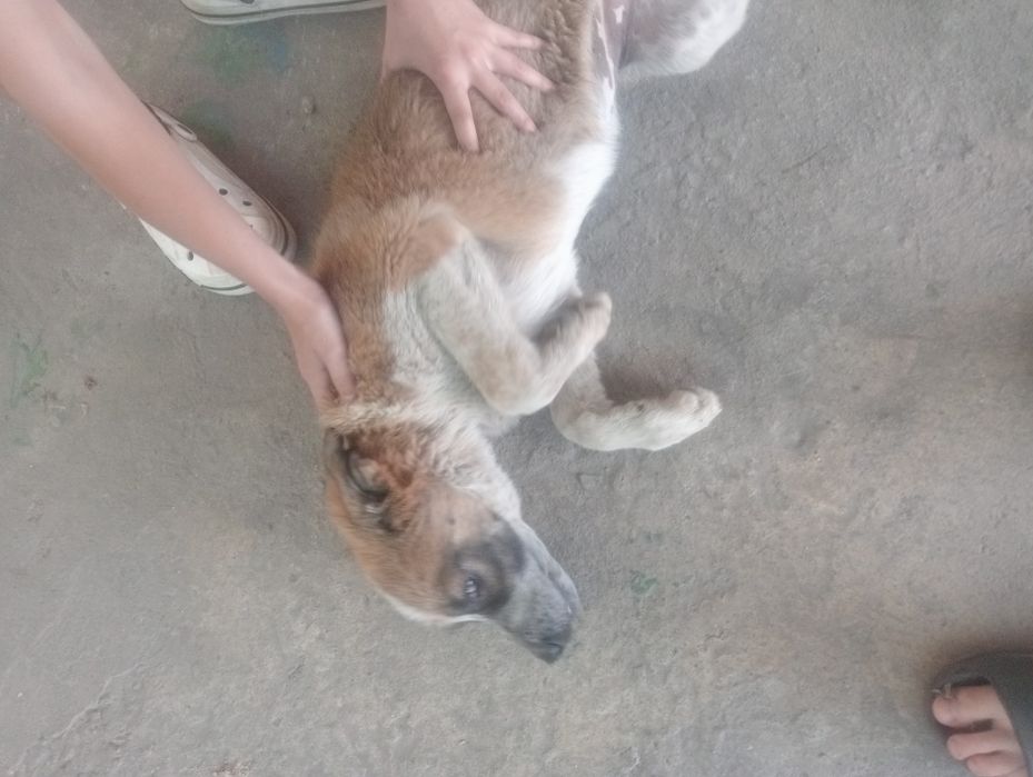 продам щенка алабай,