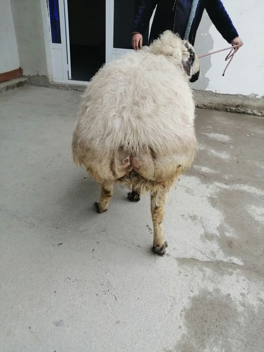 Кучкор сотилади.