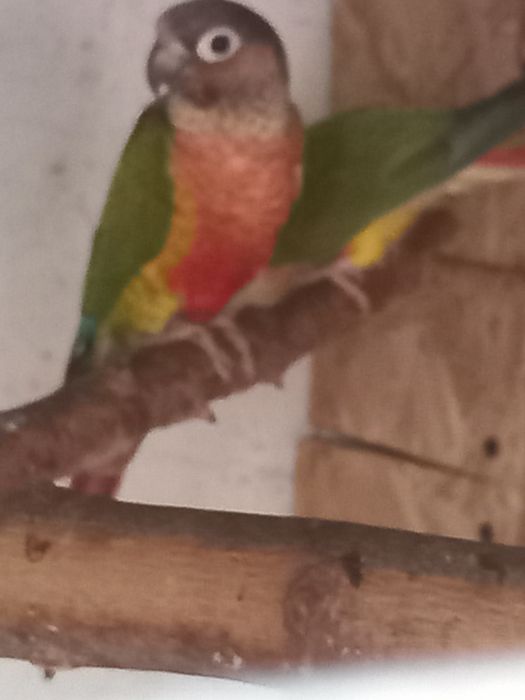 Двойки Папагали пирури.