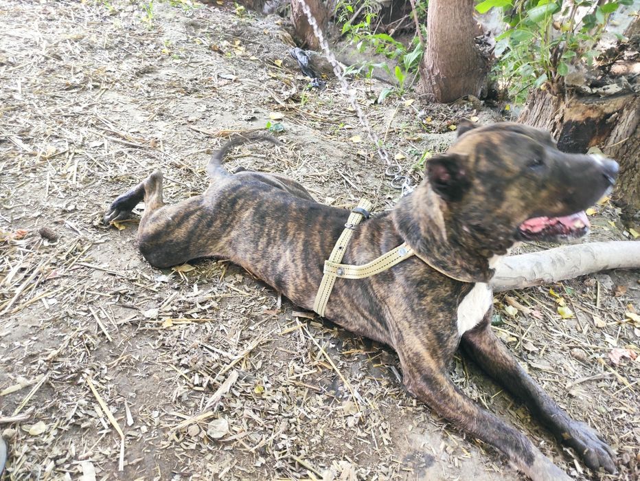 Pitbull sogʻlom arzon srochna