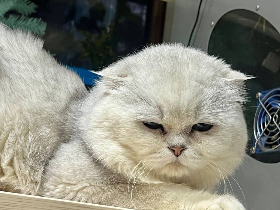 Вязка кот на вязку