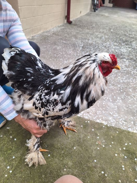 Мраморная брама петух