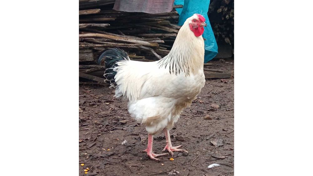 Vand Cocosi sau Schimb Cu Gaini Ouatoare