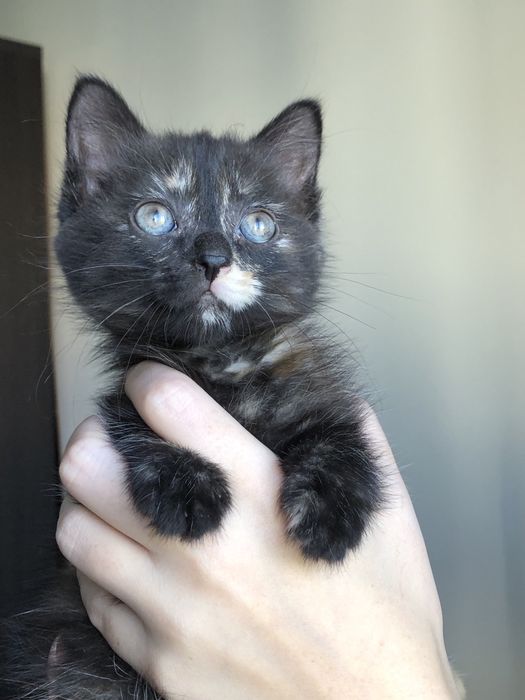Котенок девочка около 2х месяцев
