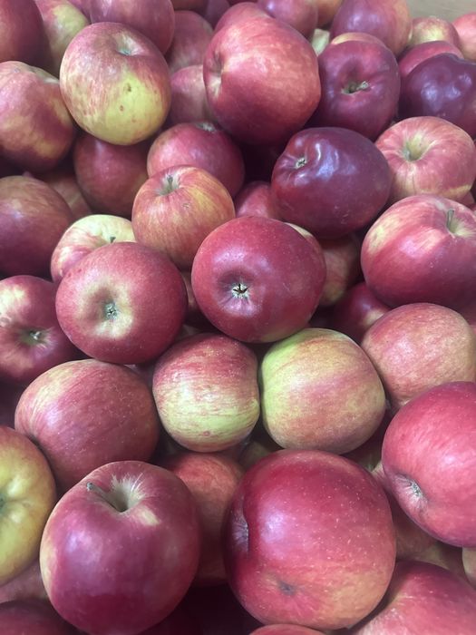 Vand mere rosii Idared