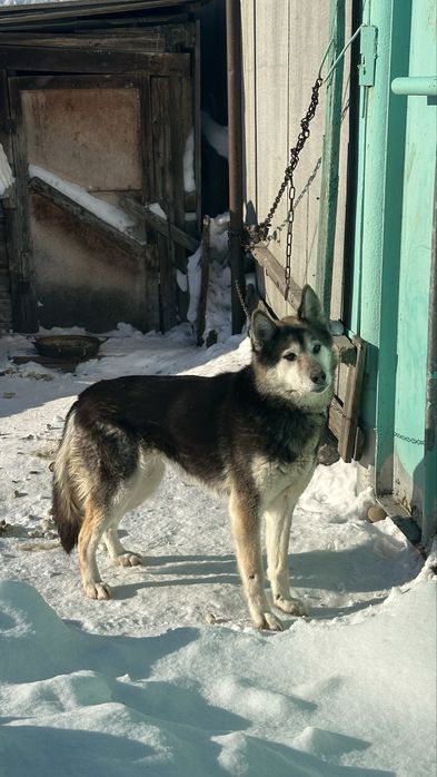 Отдадим в добрые руки собачку, девочка.