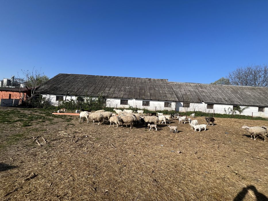 Vand oi +capre turma întreaga