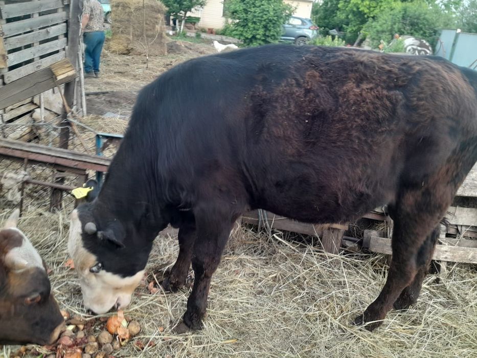 Продам быка,дойную корову