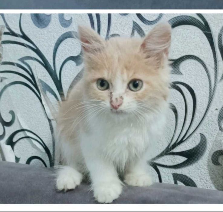 Отдам в добрые руки котят