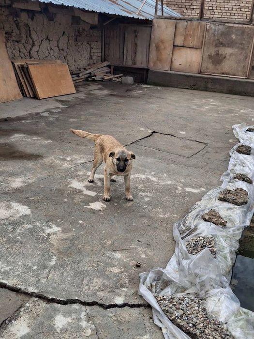 Собака одается в хорошие руки