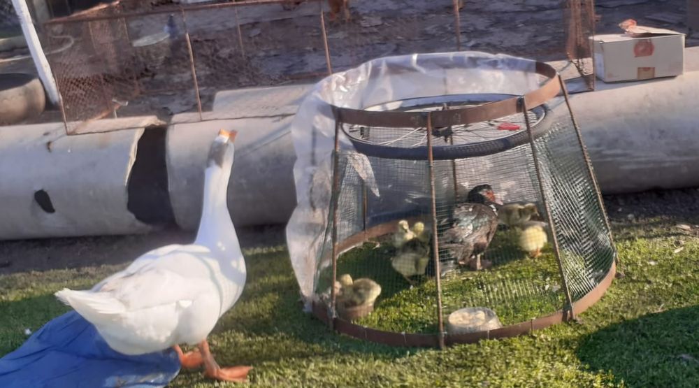 Boboci gâscă leșească