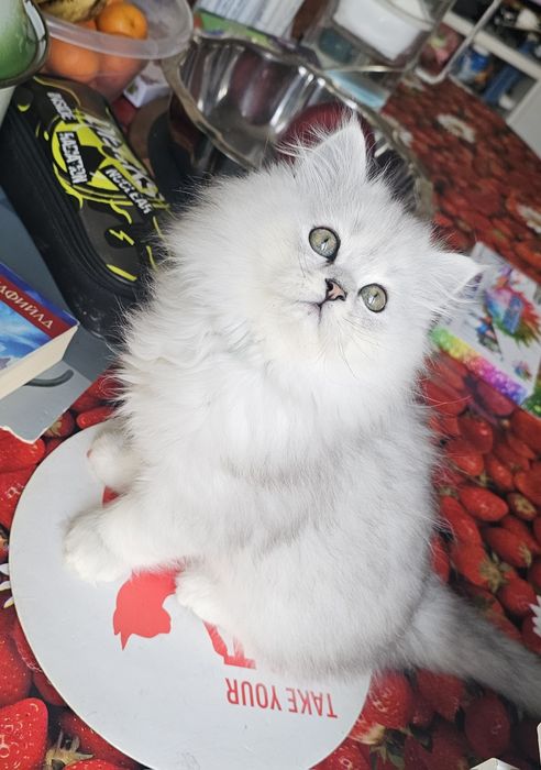 Британски дългокосмести котенца