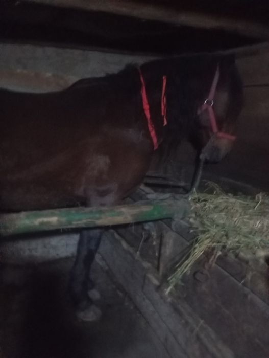 De vânzare cal castrat