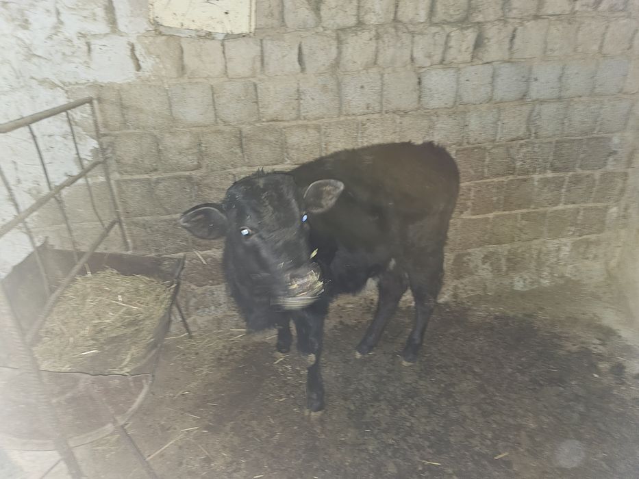 Navos Sigir sotiladi