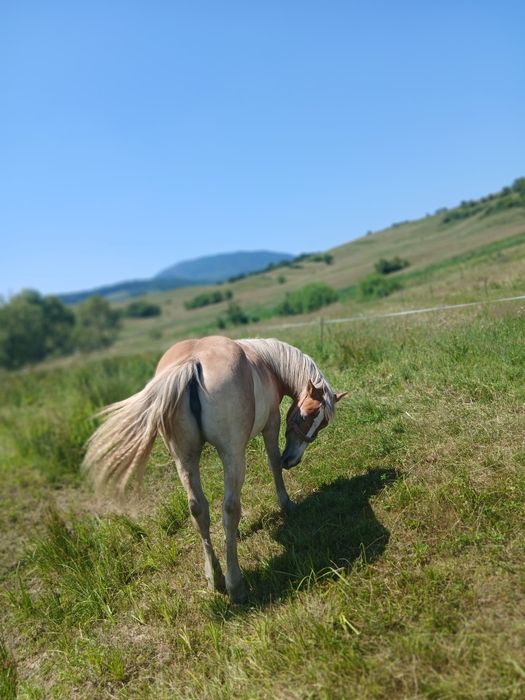 Vând mânză de 1 an