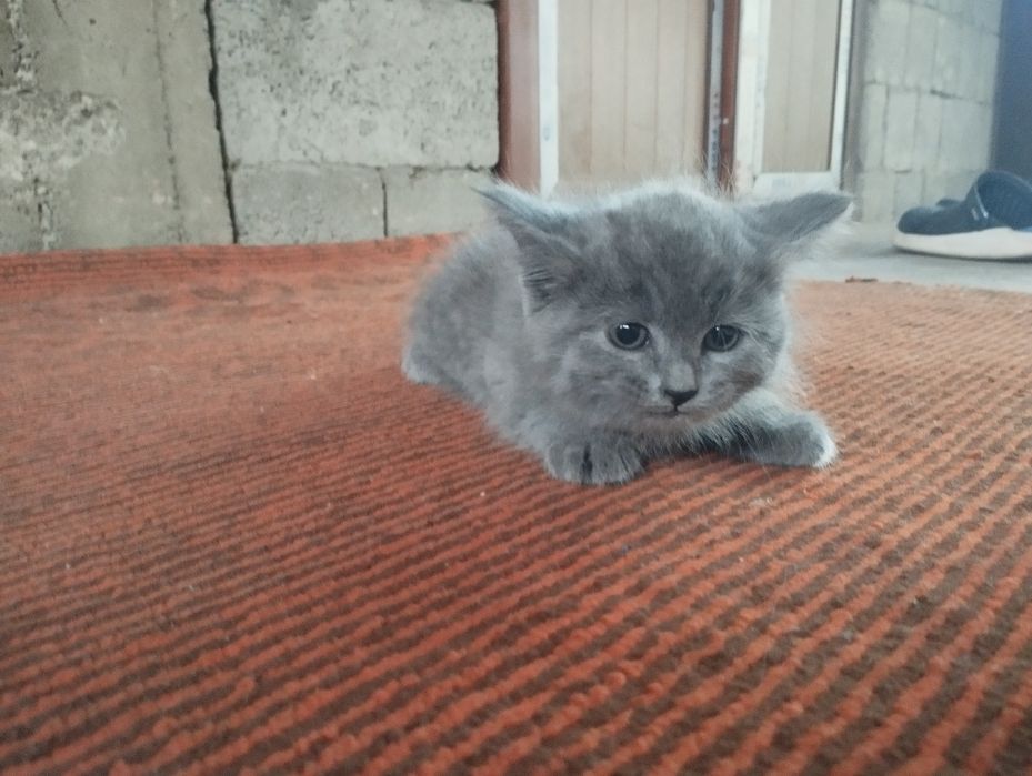 Shatlan mushuk bolalari