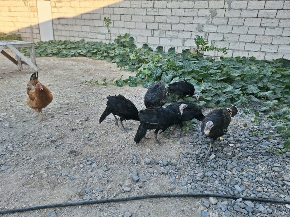Индюк продаются 4-мес