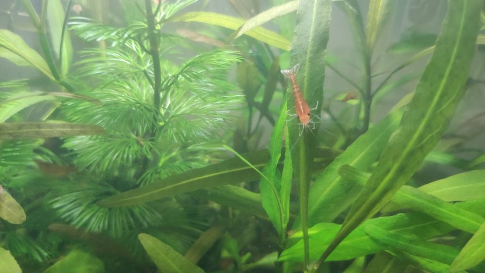 Аквариум с криветками и растениями