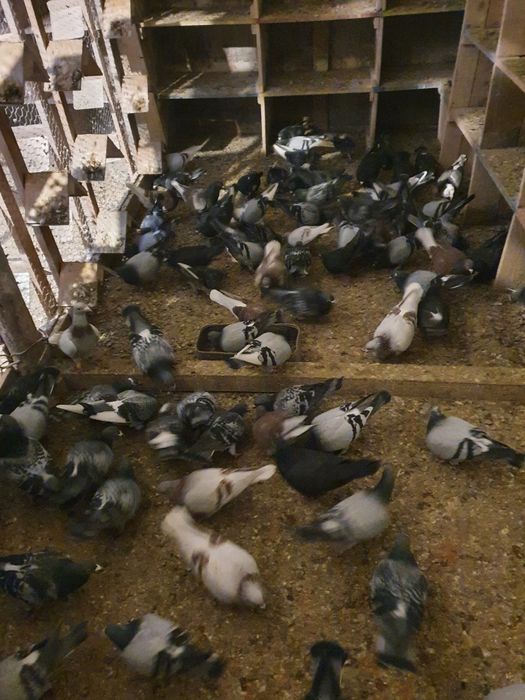 Vând porumbei voiajori