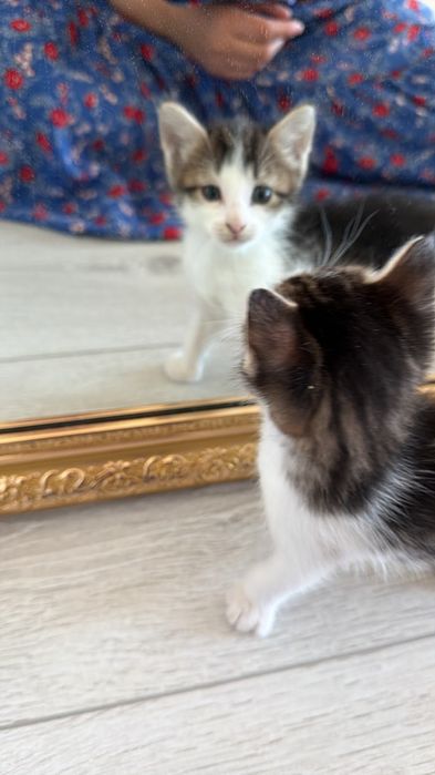Котята в хорошие руки