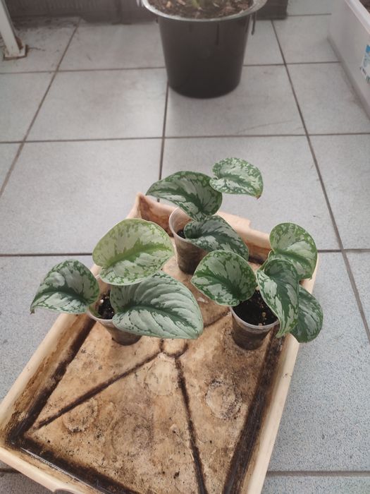 Сциндапсус экзотика