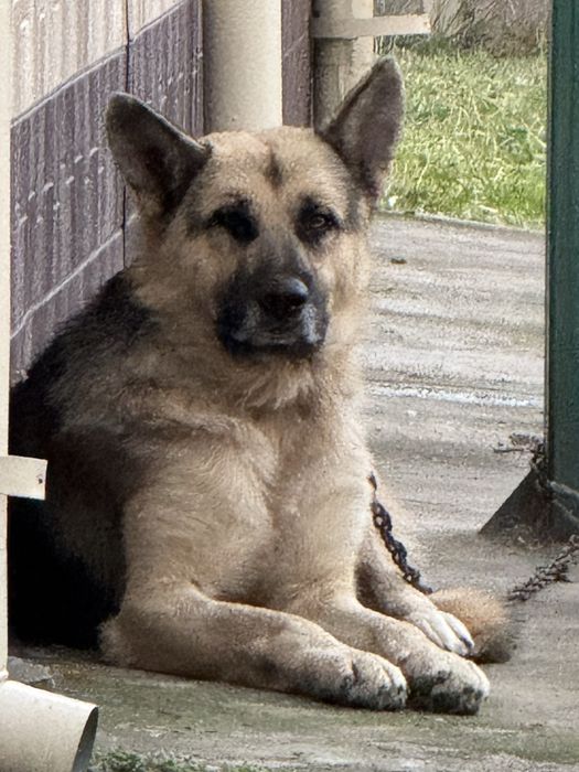 Немецкая овчарка зоти зор