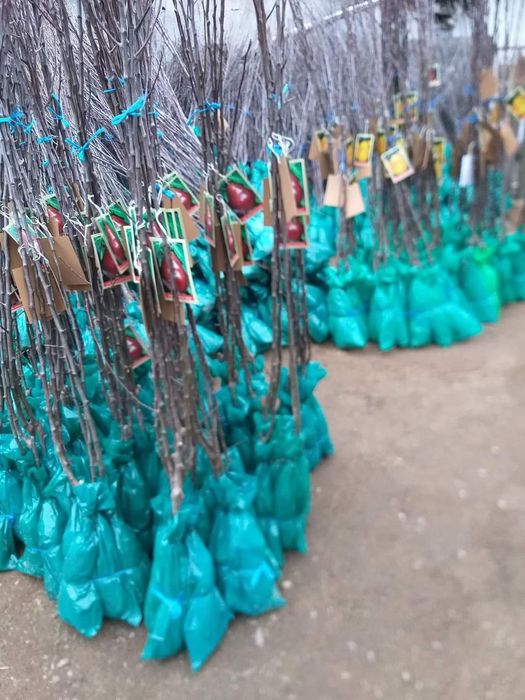 Vand pomi fructiferi