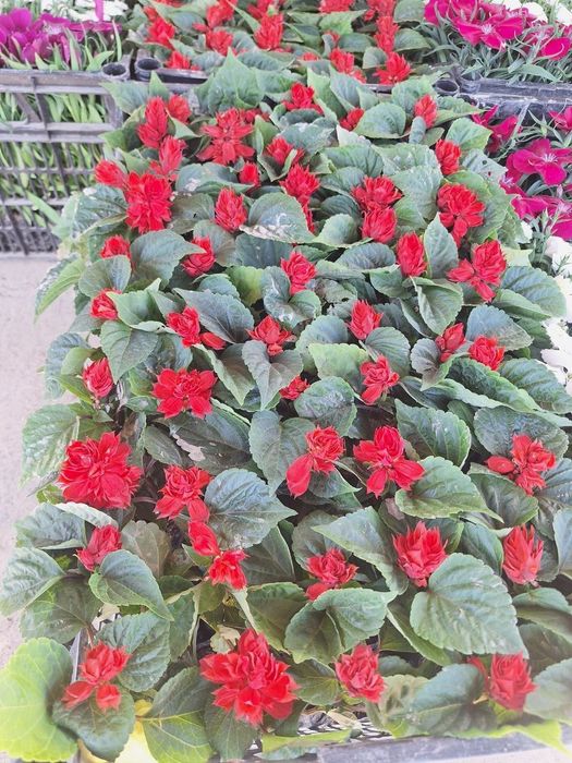 Gullar sotiladi narxi kelishilgan