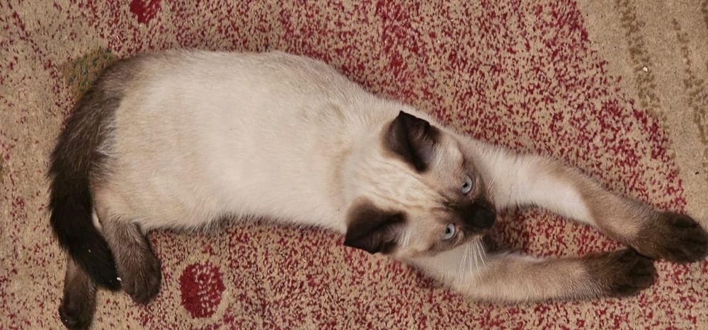 Сиамский котенок в добрые руки