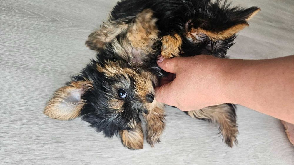 Yorkshire Terrier