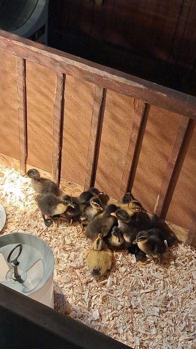 Малки юрдечета захранени и запояни