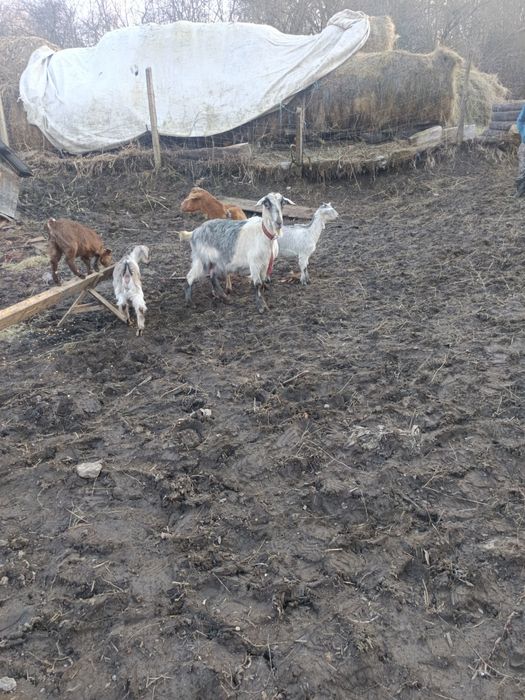Vând 2 capre cu 3 iede capre bune de lapte