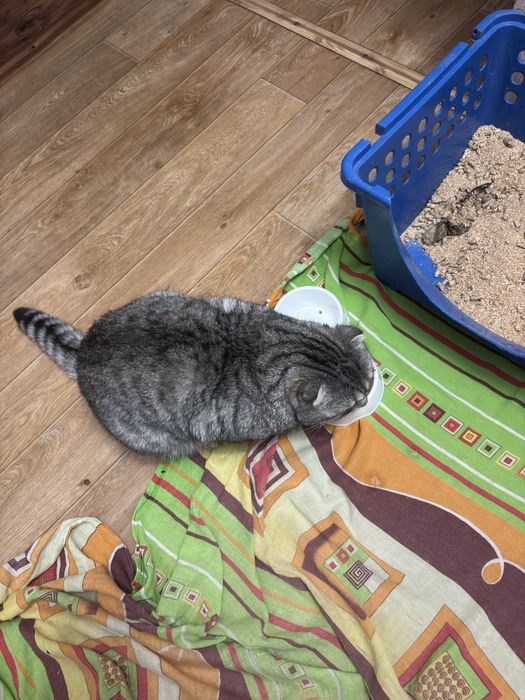 Отдам в хорошие руки.