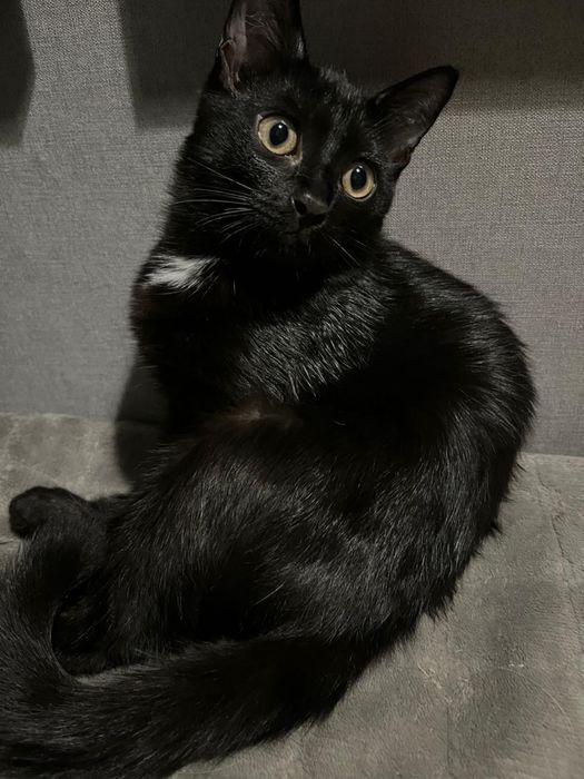 Отдам котенка в добрые руки
