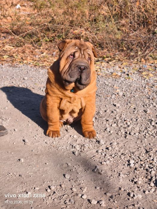 Очаровательные щенки шарпея.
