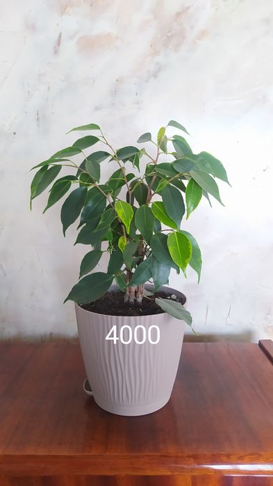 Фикусы Бенджамина сортовые, фуксия,