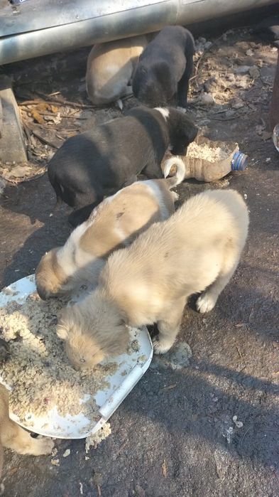 Маленькие щенки ищут дом