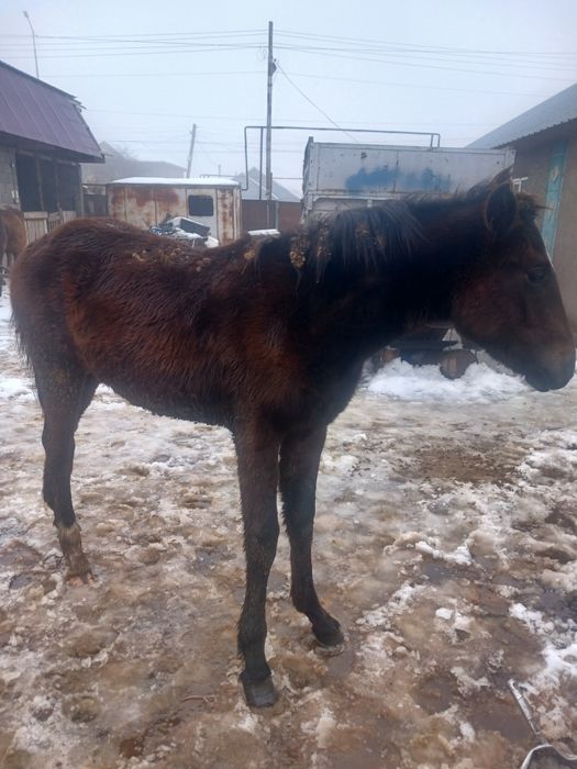 Продам жеребят тайчики  оба ургашы