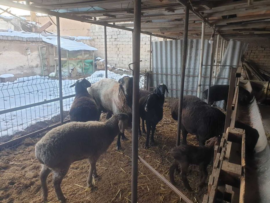 Йирик куйлар сотилади