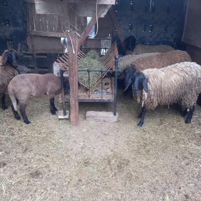 Carabașe bulgărești