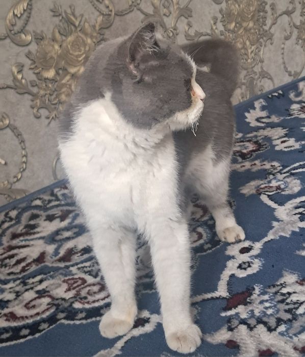 Britsh shorthair mushugi