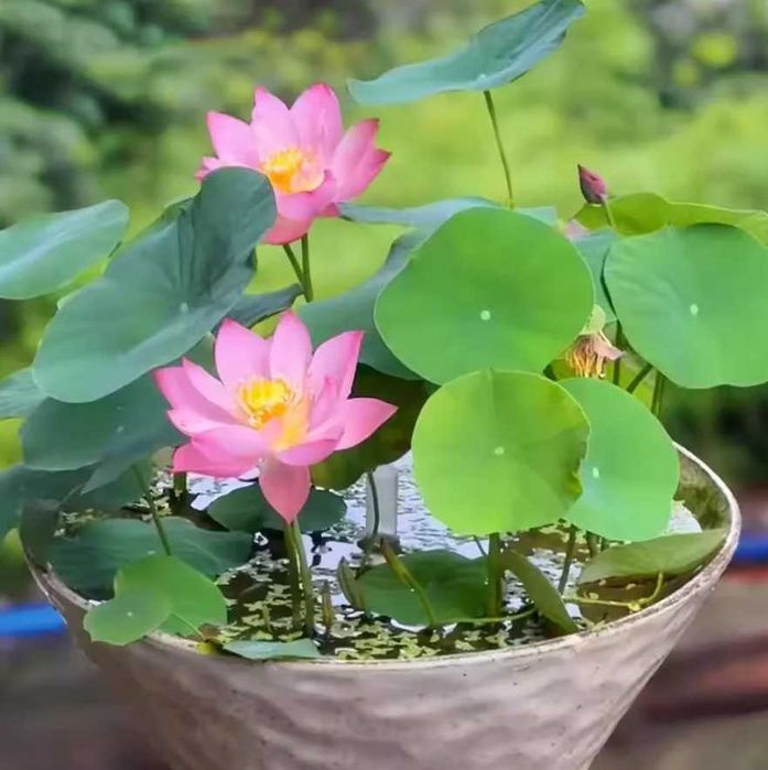 Seminte de lotus Nelumbo nucifera