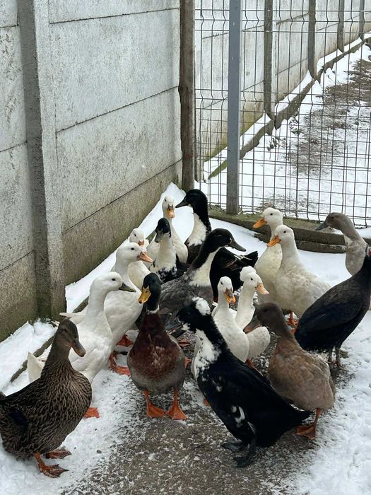 Oua de bibilica , rata muta si rata romaneasca