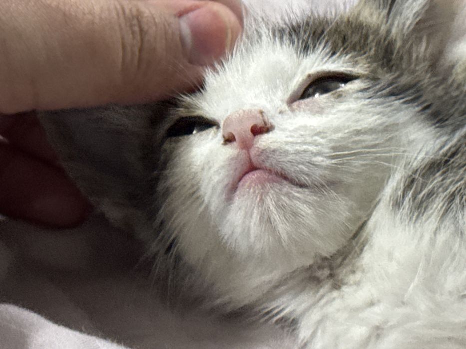 Котенок отдам даром